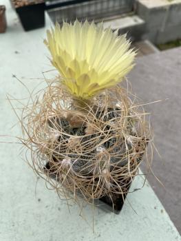 Astrophytum capricorne niveum